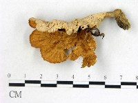 優雅波邊革菌藏品圖，第1張