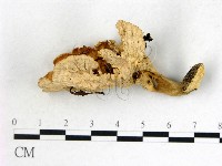 優雅波邊革菌藏品圖，第3張