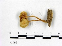 登錄號:F0009716藏品圖，第3張