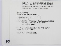 乳菇屬藏品圖，第2張