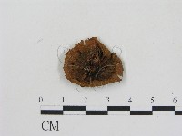 乳菇屬藏品圖，第3張