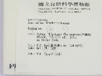 小菇屬藏品圖，第2張