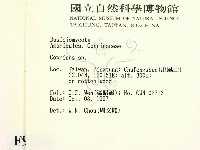 鬼傘屬藏品圖，第2張