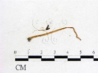 鬼傘屬藏品圖，第1張