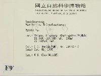 小菇屬藏品圖，第2張