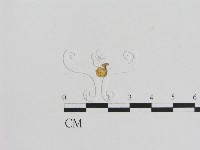 小菇屬藏品圖，第3張