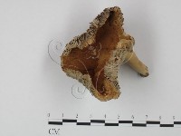 登錄號:F0009724藏品圖，第3張