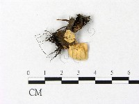 登錄號:F0009726藏品圖，第1張