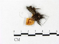 登錄號:F0009726藏品圖，第3張