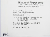 微皮傘屬藏品圖，第2張