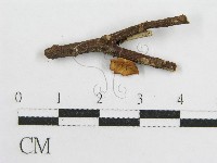 微皮傘屬藏品圖，第1張