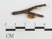 微皮傘屬藏品圖，第3張