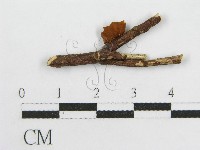 微皮傘屬藏品圖，第4張