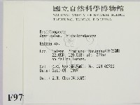小菇屬藏品圖，第2張