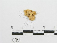 微皮傘屬藏品圖，第1張