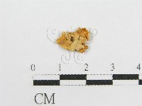 微皮傘屬藏品圖，第3張