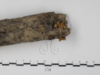 銀耳屬藏品圖，第1張