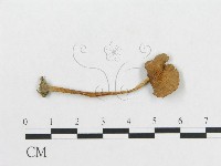 登錄號:F0009737藏品圖，第1張