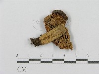 登錄號:F0009739藏品圖，第3張