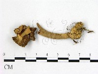 登錄號:F0009740藏品圖，第1張