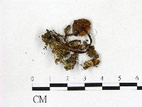 粉褶菌屬藏品圖，第1張