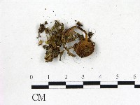 粉褶菌屬藏品圖，第3張