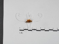 銀耳屬藏品圖，第3張