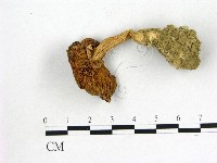 登錄號:F0009746藏品圖，第1張