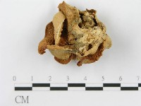 登錄號:F0009748藏品圖，第1張