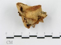 登錄號:F0009748藏品圖，第3張