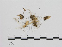 登錄號:F0009751藏品圖，第1張