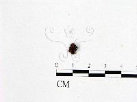 登錄號:F0009756藏品圖，第1張