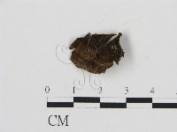 登錄號:F0009758藏品圖，第1張