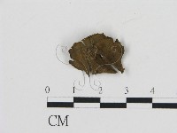 登錄號:F0009758藏品圖，第3張