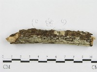 登錄號:F0009761藏品圖，第1張