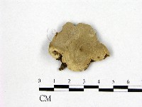 登錄號:F0009762藏品圖，第1張