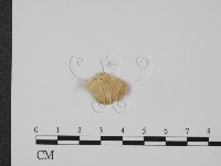 登錄號:F0009771藏品圖，第3張