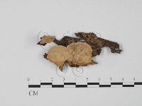 登錄號:F0009772藏品圖，第1張