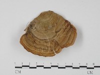 登錄號:F0009773藏品圖，第1張