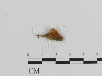 登錄號:F0009776藏品圖，第3張