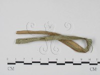 登錄號:F0009778藏品圖，第3張