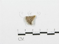 裂褶菌藏品圖，第1張