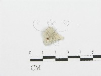 裂褶菌藏品圖，第3張