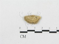 登錄號:F0009780藏品圖，第3張