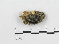 登錄號:F0009781藏品圖，第4張