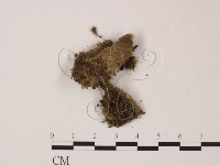 登錄號:F0009789藏品圖，第1張