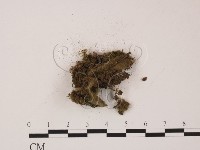 登錄號:F0009789藏品圖，第3張