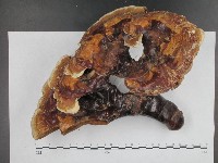 登錄號:F0009790藏品圖，第1張