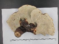 登錄號:F0009790藏品圖，第3張