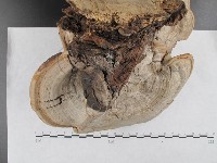 登錄號:F0009791藏品圖，第3張